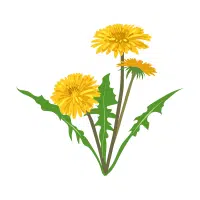 Dandelion Greens