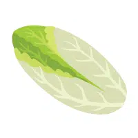 Endive | Long Vegetable Names