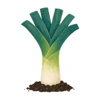 Leek | Long Vegetable Names