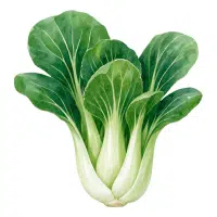 Pak Choi | Long Vegetable Names