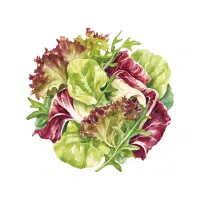 Radicchio | Long Vegetable Names