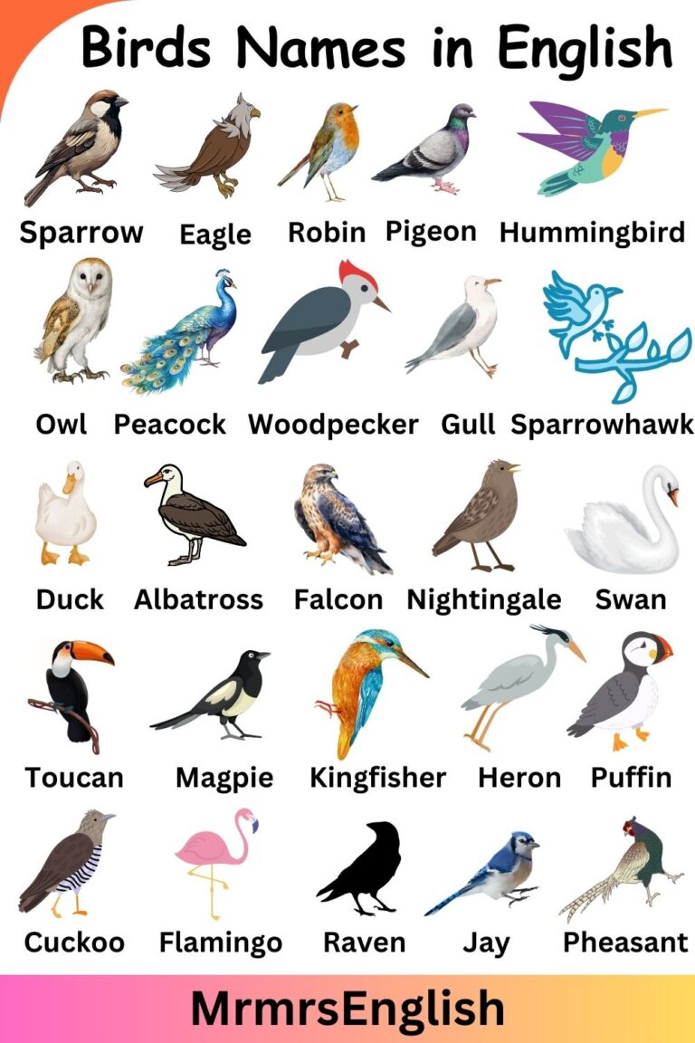 Birds Name in English with pictures and Types of Birds - MR MRS ENGLISH