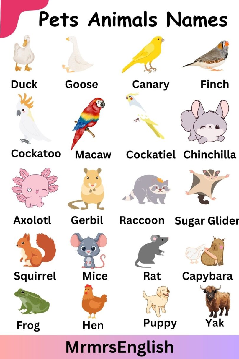 Pets Animal Name in English with Picture - MR MRS ENGLISH