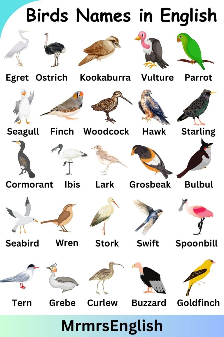 Birds Name in English with pictures and Types of Birds - MR MRS ENGLISH