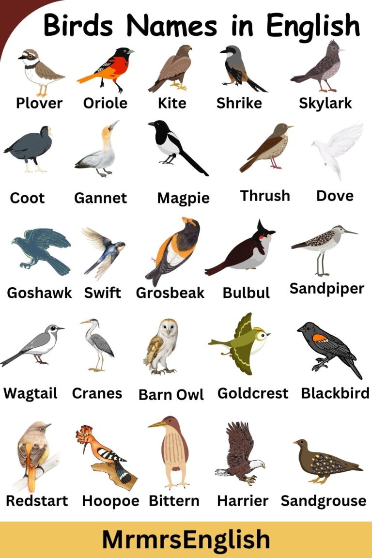 Birds Name in English with pictures and Types of Birds - MR MRS ENGLISH