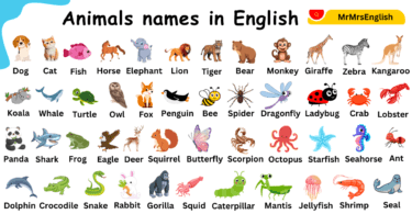 Name of Animals in English with Pictures | Animal types