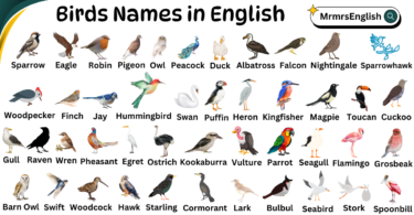 Birds Name in English with pictures and Types of Birds