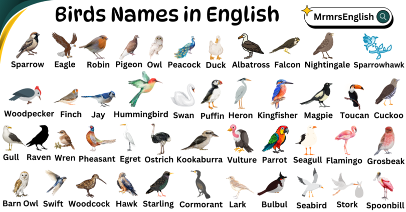 Birds Name in English with pictures and Types of Birds