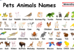 Pets Animal Name in English with Picture