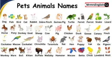 Pets Animal Name in English with Picture