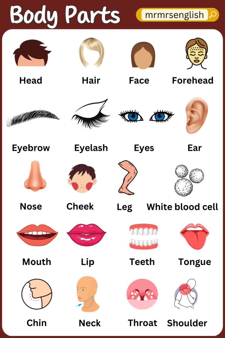 Body Parts Name in English with Their Pictures - MR MRS ENGLISH