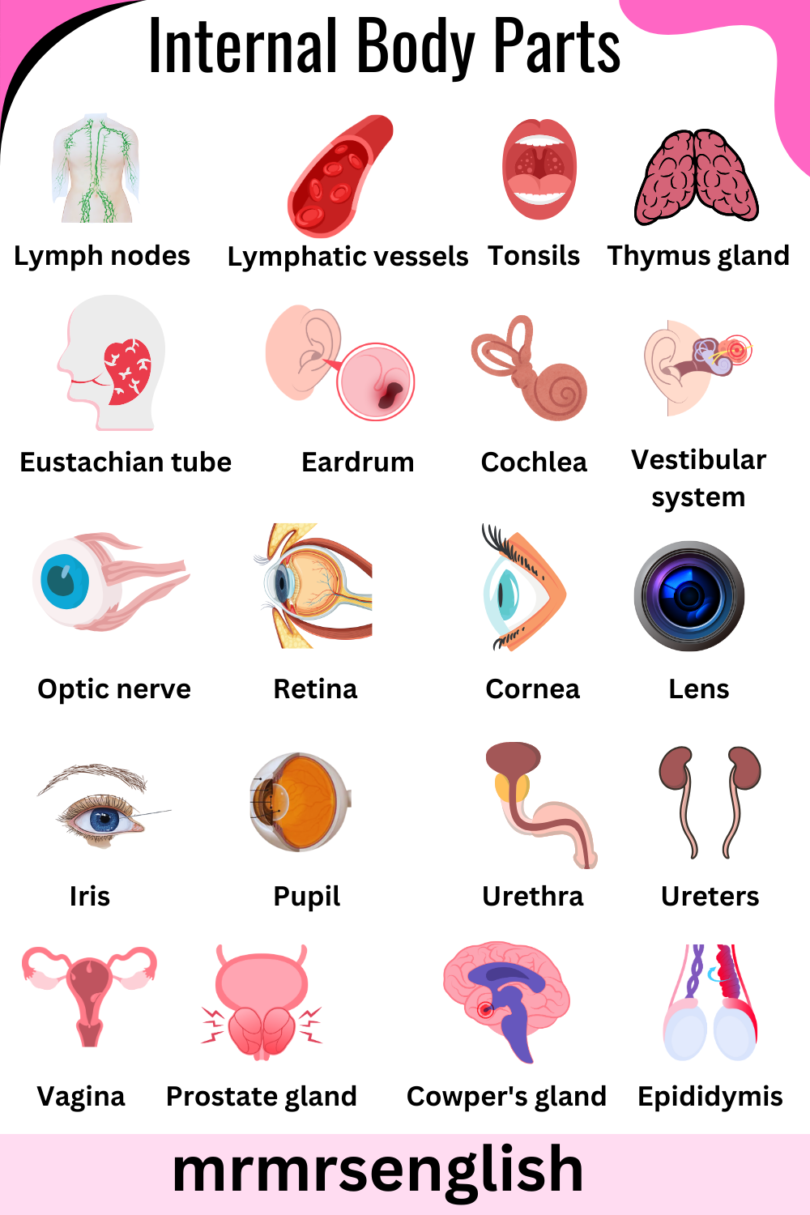 Internal Body Parts Names In English With Images - Mr Mrs English