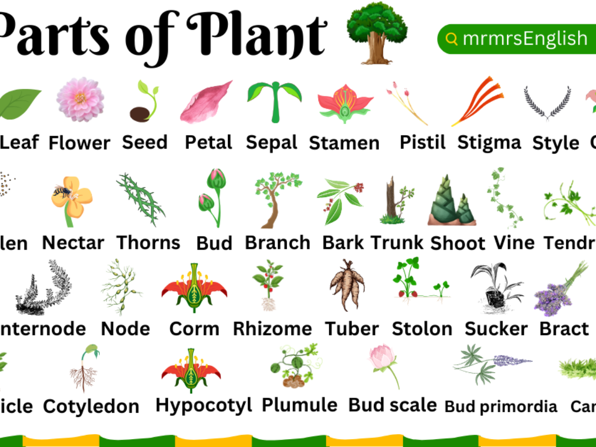 Parts of Plant | Useful Plant Parts in English with Their Pictures - MR MRS  ENGLISH