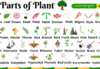 Plant Parts name in English with Pictures