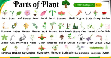 Plant Parts name in English with Pictures