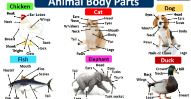 Animals Body Part Name in English