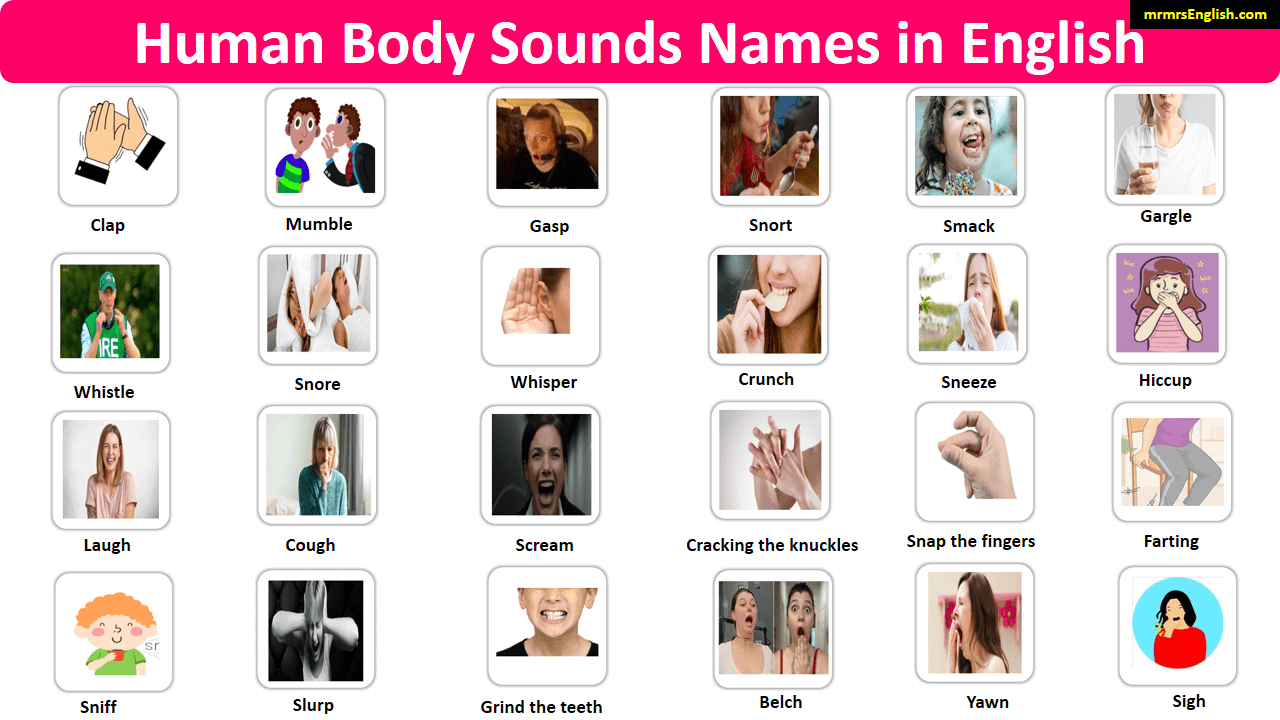 Sounds Humans Make Human Body Sounds Names in English with Images - MR MRS ENGLISH