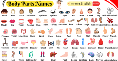 Body Parts Names of Humans in English with Pictures