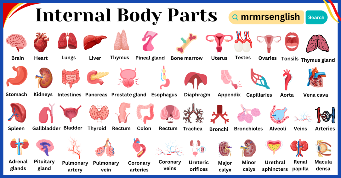 Internal Body Parts Names In English With Images - Mr Mrs English