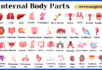 Internal Body Parts Names in English