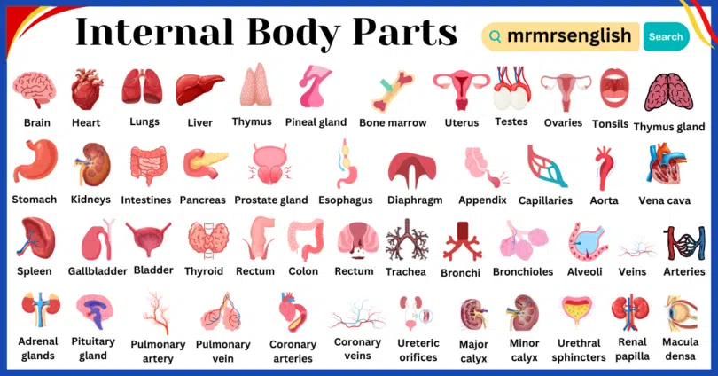 Internal Body Parts Names in English