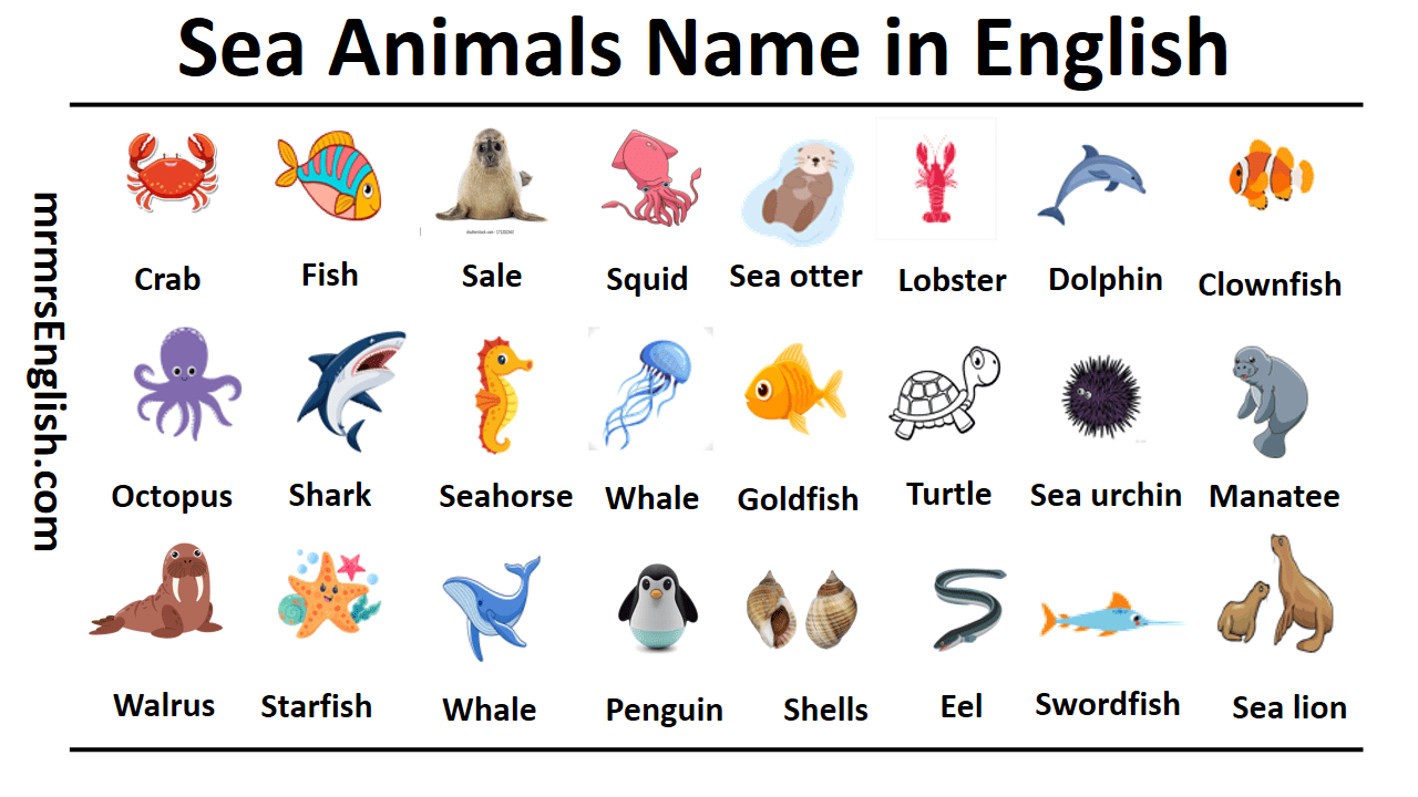 Sea Animals Name in English with Images - MR MRS ENGLISH