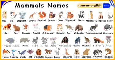 List of Mammals Animals Name in English