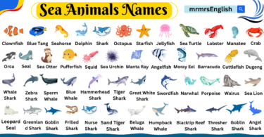 Sea Animals Name in English with Images