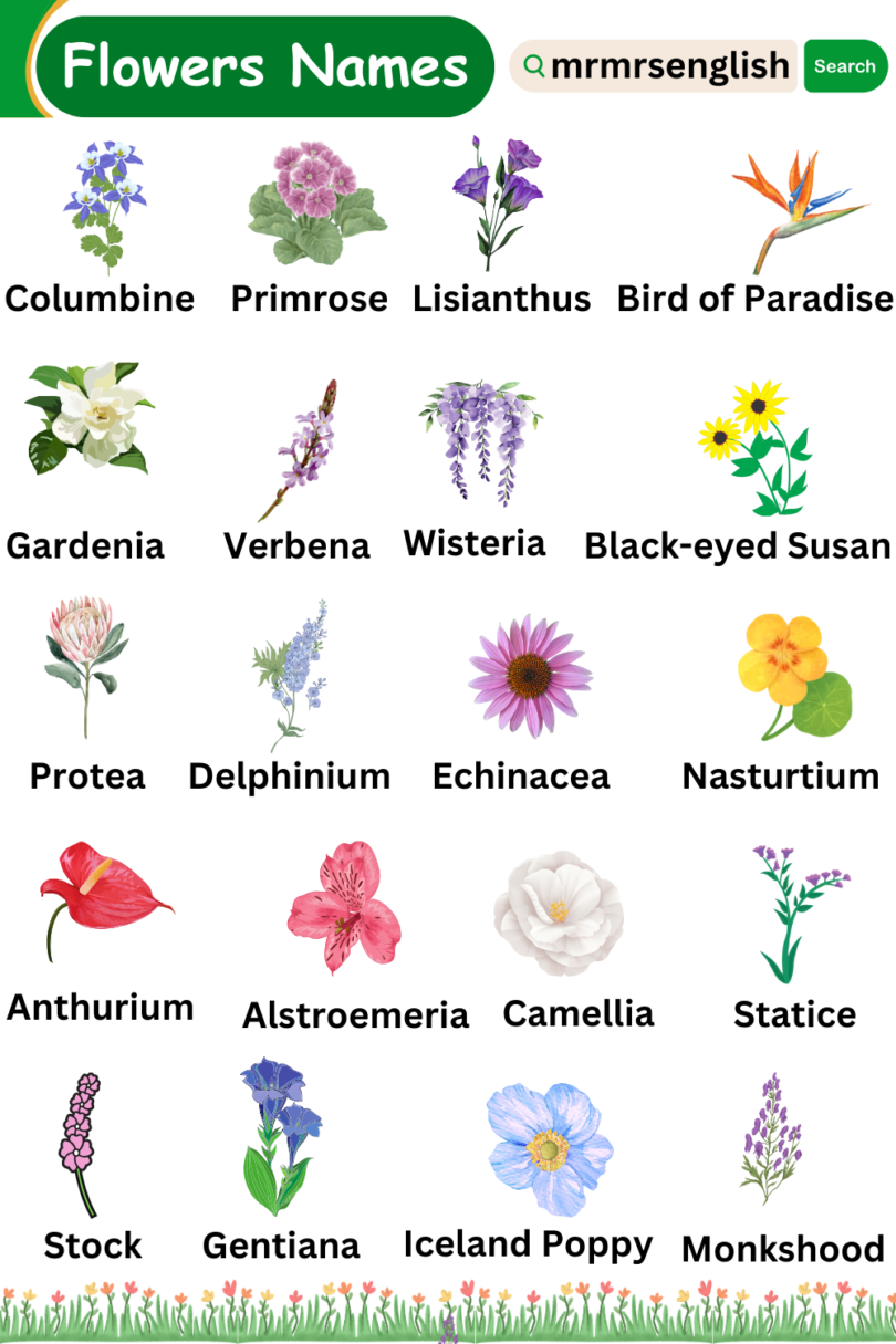 Different types of flowers names vocabulary and Pictures - MR MRS ENGLISH