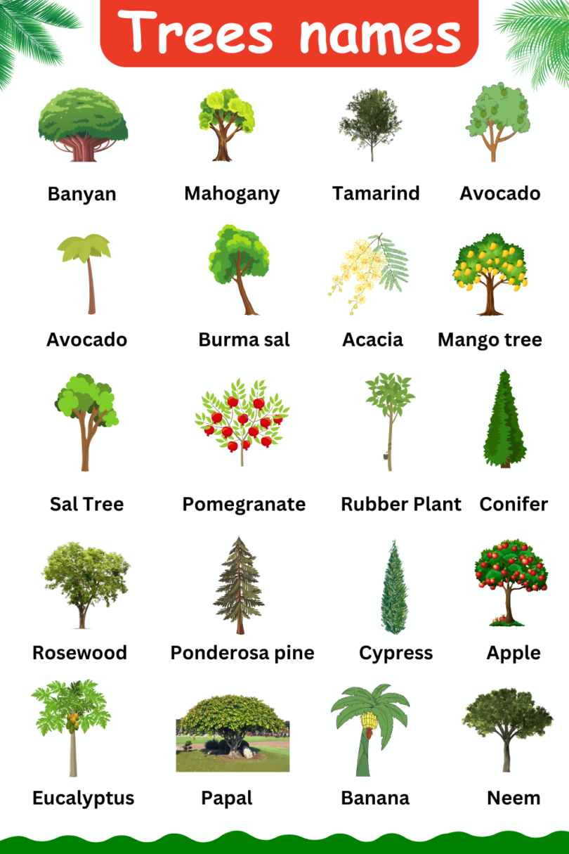 Types of Trees names in English with Pictures - MR MRS ENGLISH