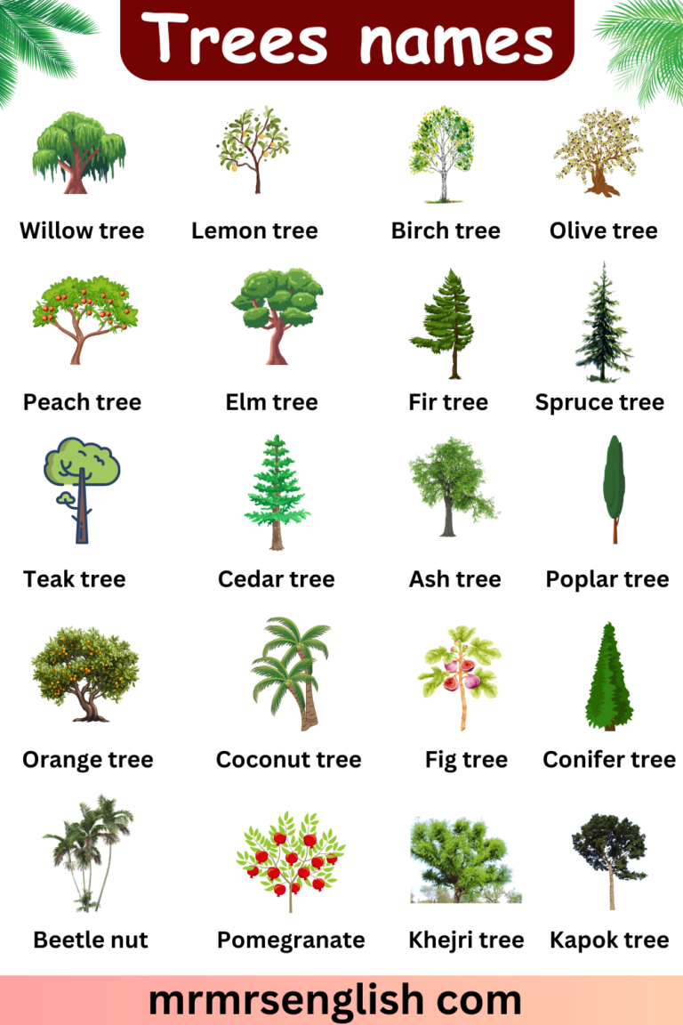 Types of Trees names in English with Pictures - MR MRS ENGLISH