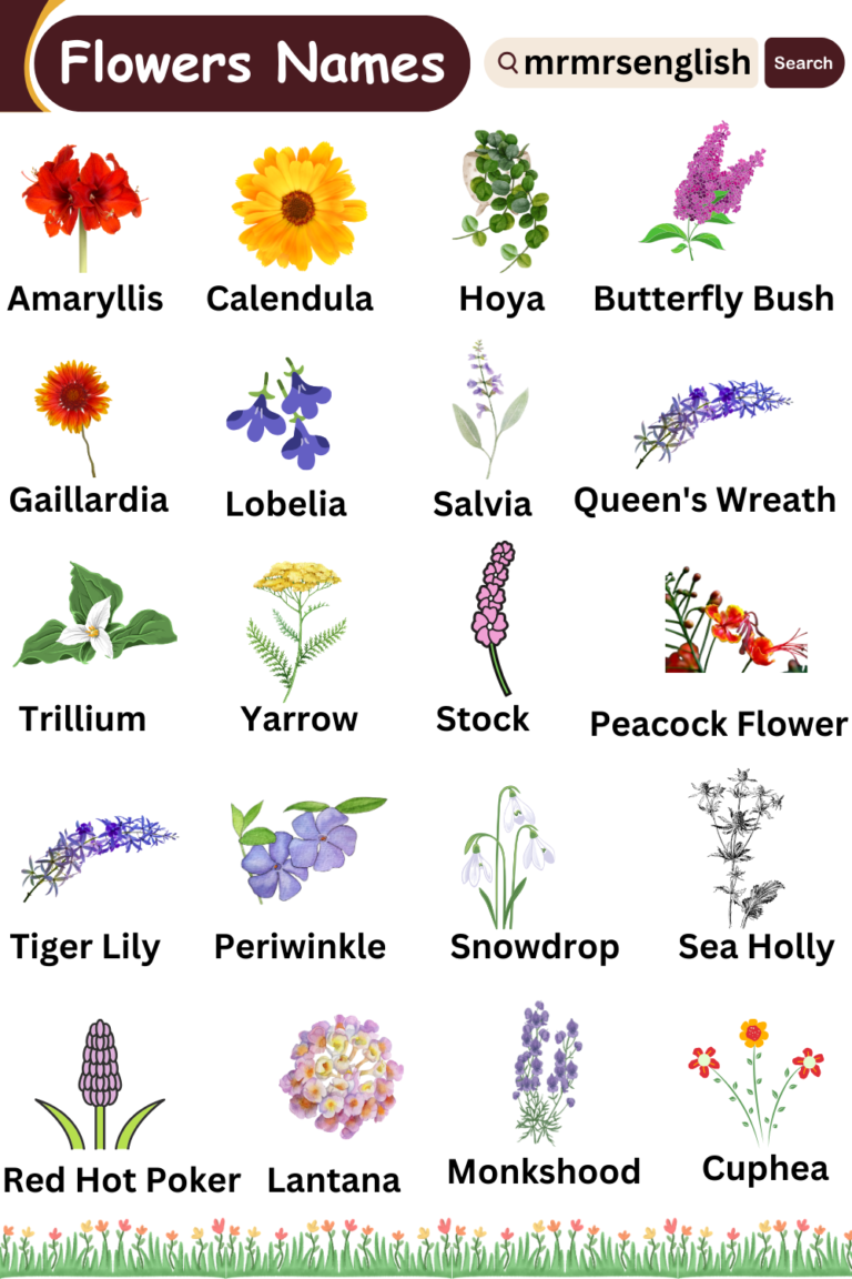 Different types of flowers names vocabulary and Pictures - MR MRS ENGLISH