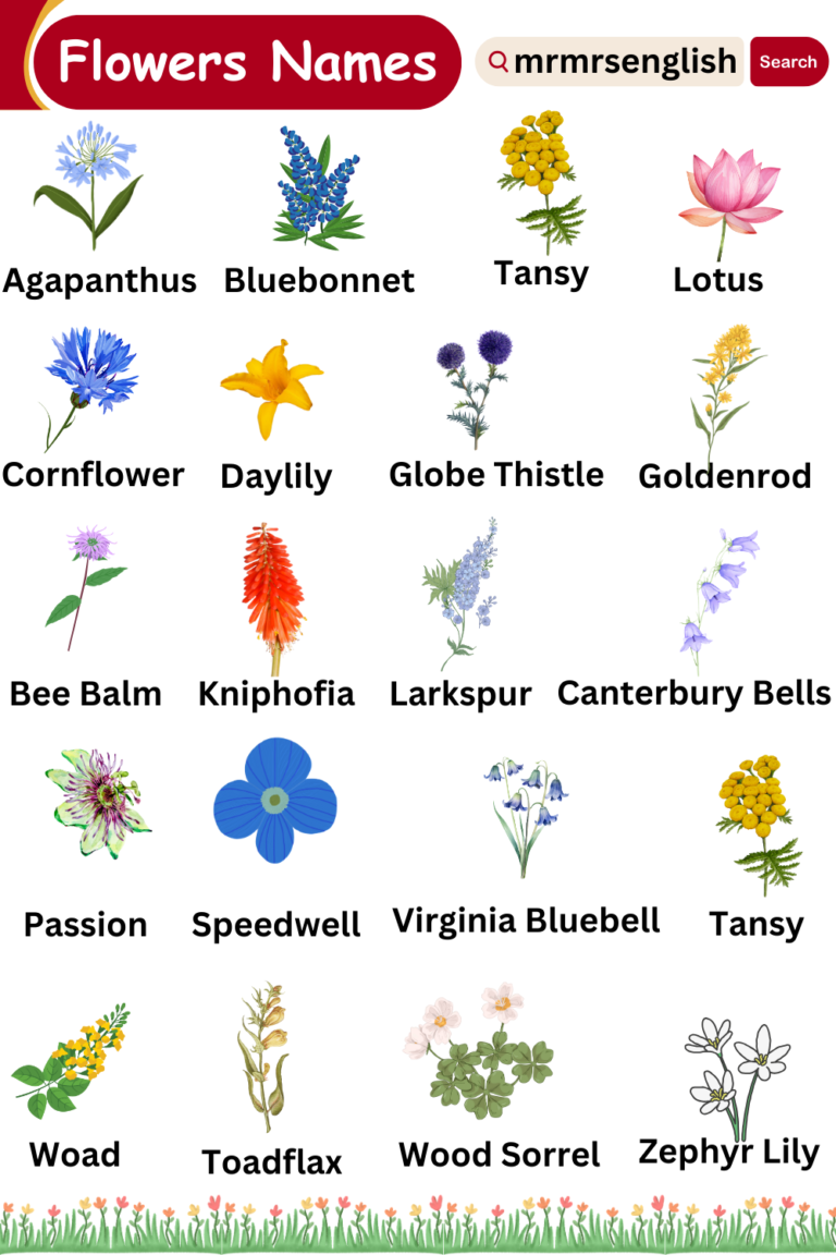 Different types of flowers names vocabulary and Pictures - MR MRS ENGLISH