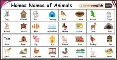 Homes of Animals and Their Images in English