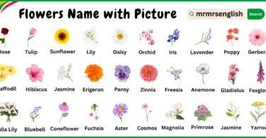 Different types of flowers names in English and Their Pictures