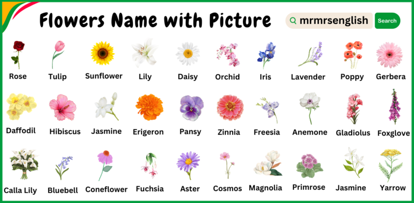 Different types of flowers names and Pictures