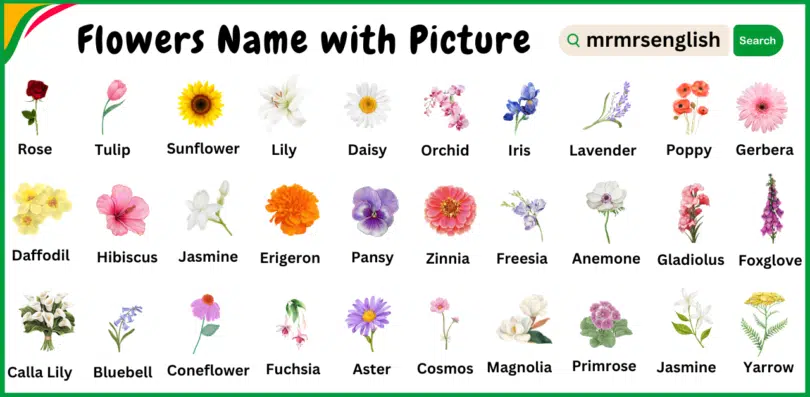 Different types of flowers names in English and Their Pictures