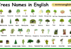 Types of Trees names in English