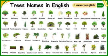 Types of Trees names in English