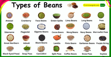 Different Types of Beans Names in English and Their pictures