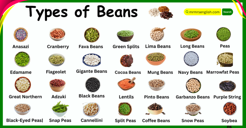 Different Types of Beans Names in English and Their pictures