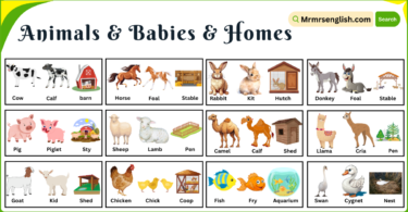 Animals Babies Names and Their Homes Names