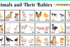 Animals and Their Babies Names with Pictures in English