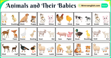 Animals and Their Babies Names with Pictures in English