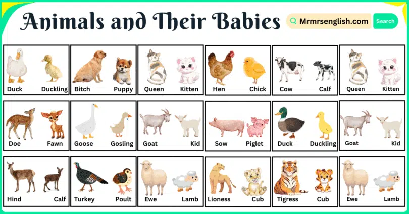 Animals and Their Babies Names with Pictures in English