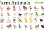 Farm Animals Names in English with Their Pictures