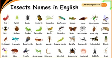 60 Insects Names in English with Their Pictures