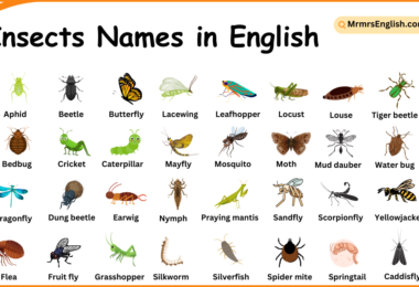 Insects Names in English