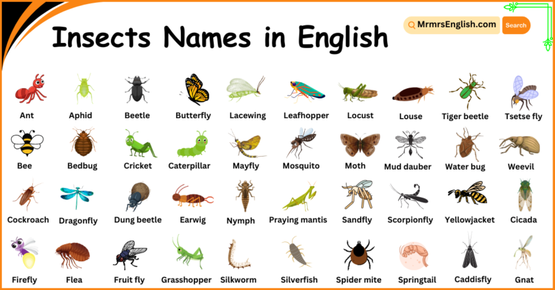 Insects Names in English