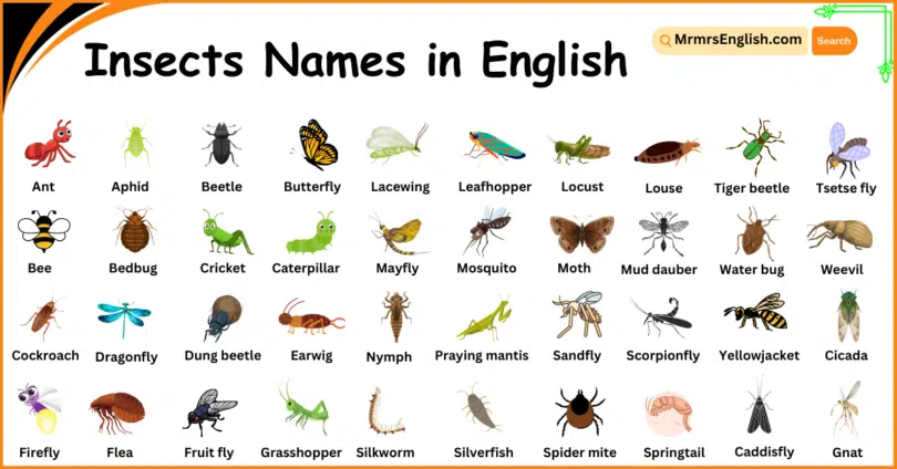 60 Insects Names in English with Their Pictures